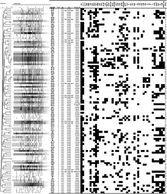 mcr-1 Identified in Fecal Escherichia coli and Avian Pathogenic E. coli (APEC) From Brazil